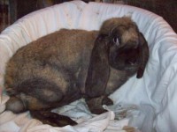 /album/francuzsky-baran1/z-foto-025-jpg2/